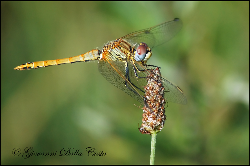 Trovate tra i prati - Sympetrum fonscolombii